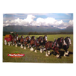 Budweiser Clydesdale Poster
